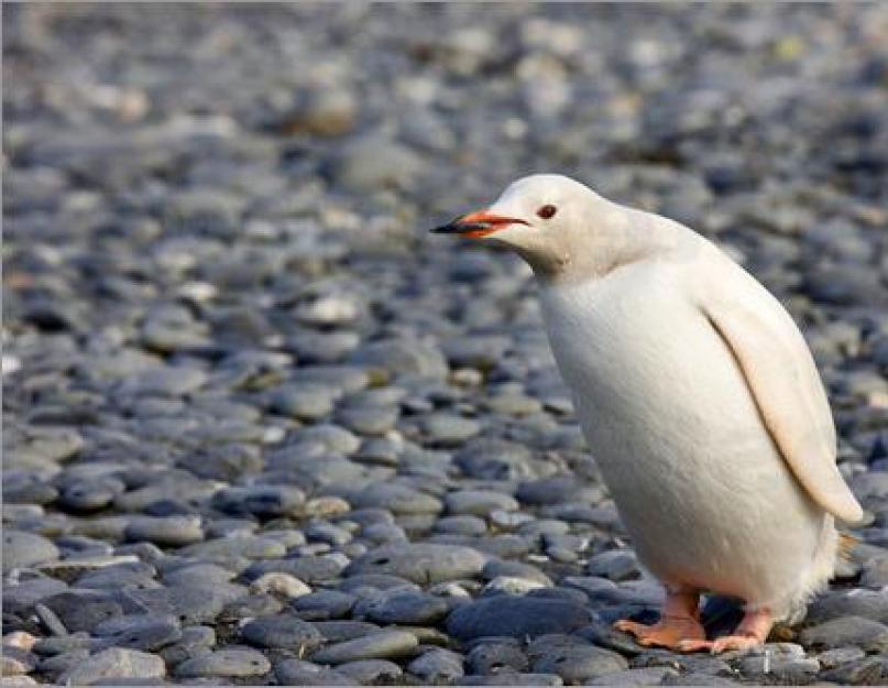 موائل أنواع مختلفة من طيور البطريق.  أين تعيش طيور البطريق والدببة القطبية؟  هل تعيش طيور البطريق
