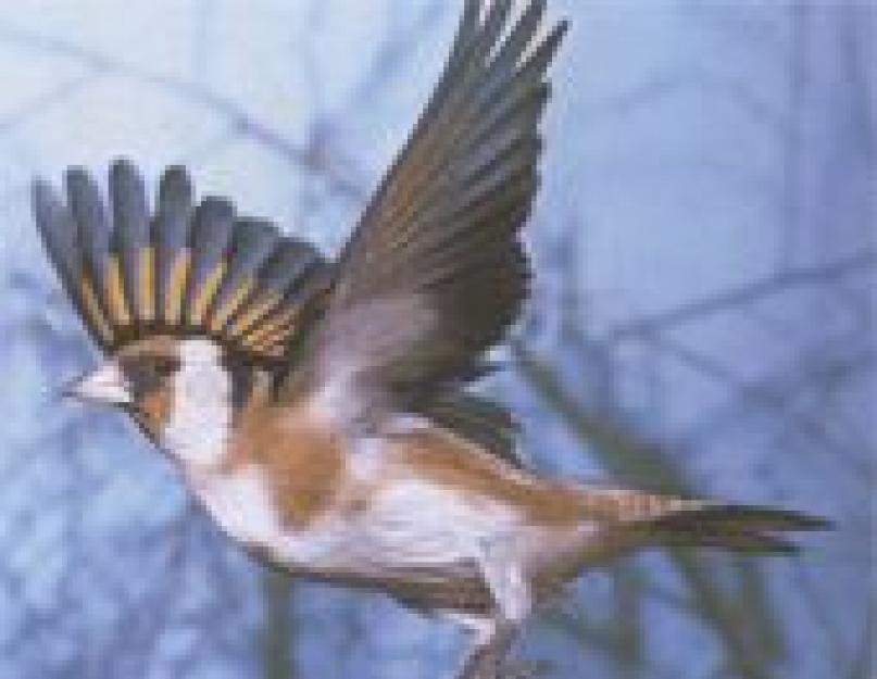 طائر الحسون (صورة طائر): يبهج مع الغناء الرنان ، يتكبر ريش مشرق.  طائر الحسون: الموطن والوصف