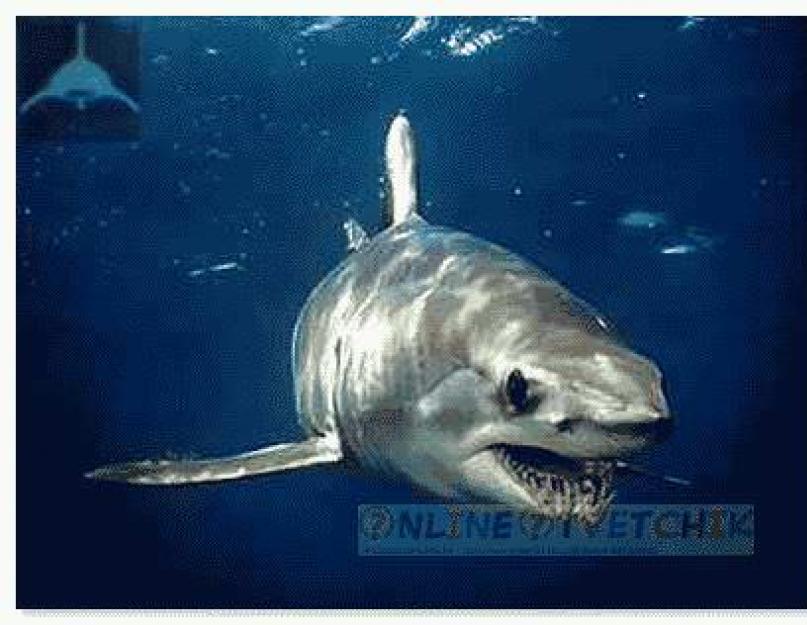 Кто сильнее акула или дельфин. Это интересно: почему акулы боятся дельфинов? Акула. Органы чувств