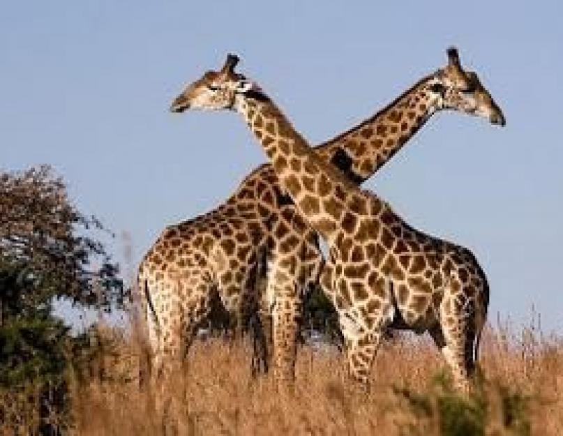 Детёныши животных. Детеныши животных: как правильно называются Интересно, как называется детеныш жирафа? Жирафенок