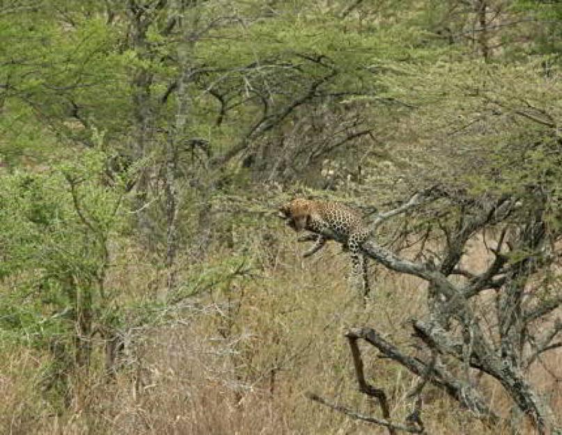 Движение леопарда. Все подвиды леопарда. На фото леопард прячет добычу на дереве