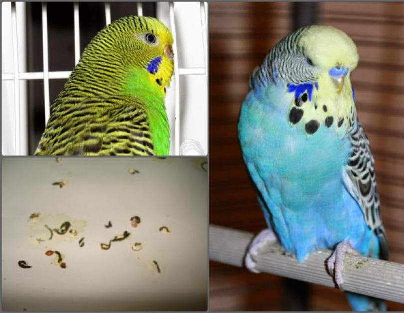  Понос у волнистых попугаев: что делать, чем лечить