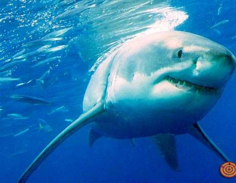Почему акула боится дельфина. Почему акулы боятся пузырей