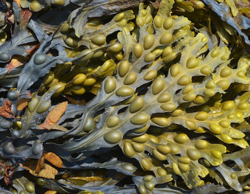 قتال الطحالب البنية في حوض السمك.  استخدام الأسماك التي تأكل الطحالب.  محاربة الطحالب في الحوض