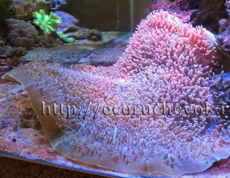 Jūros anemono piešinys.  Gyvūnų jūros anemonas: buveinės, išvaizda, gyvenimo būdas.  Jūros anemonai paplitę visų pasaulio jūrų pakrančių vandenyse.  Dauguma šių gyvūnų, įvairių formų ir spalvų, gyvena tropinės zonos koraliniuose rifuose.