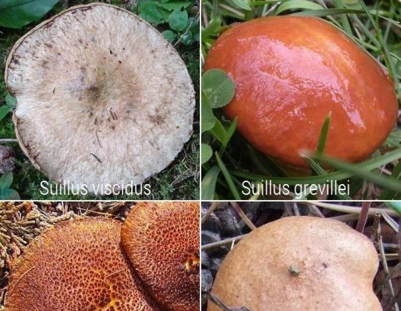 Маслята и белые грибы относятся к группе. Опасные свойства маслят. Ингредиенты для приготовления