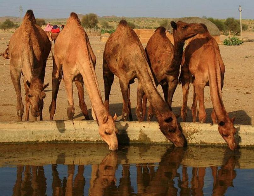 Как долго верблюд может обходиться без воды? Животные, которые могут дольше всех обходиться без еды Верблюды могут долго обходиться без воды