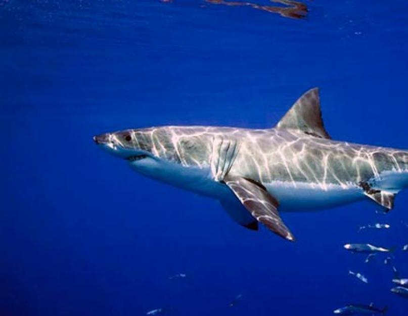 Nagy fehér cápa: fénykép és leírás.  Mennyit nyom egy cápa: a legtöbb fehér cápa értékelése, hány méter a legnagyobb