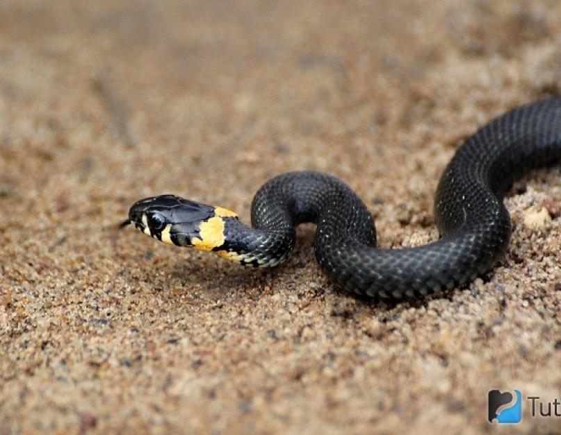 Aki kígyót eszik.  Hogyan lehet megkülönböztetni a viperát a kígyótól: megkülönböztető jellemzők.  A közönséges kígyók megkülönböztető külső jelei