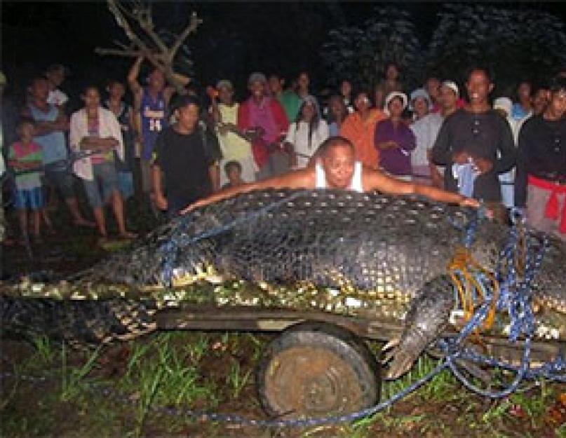 Kiek sveria šukuotas krokodilas.  Krokodilo ilgis: didžiausias mokslui žinomas plėšrūno dydis