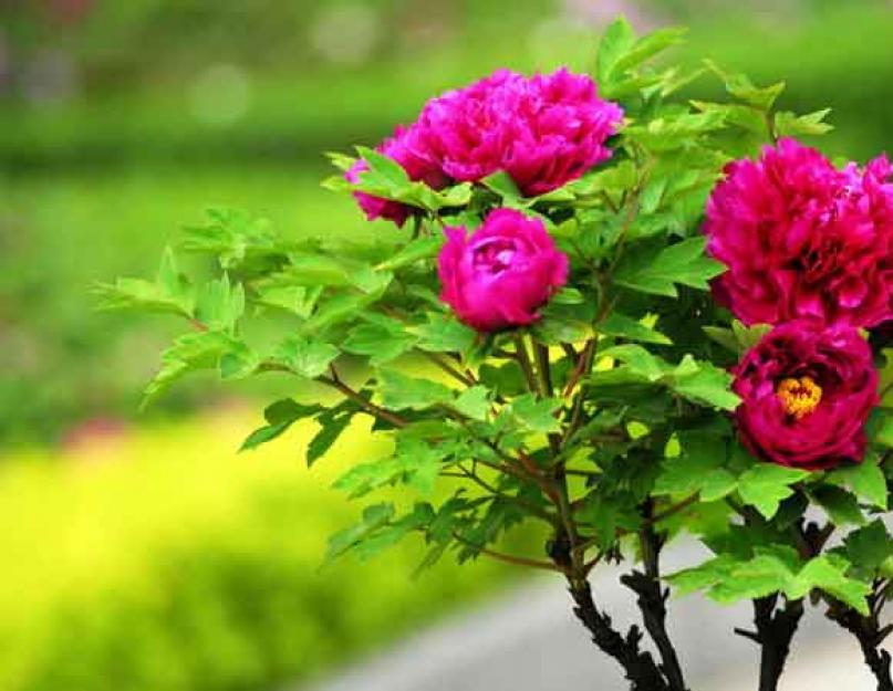 Vörös bazsarózsa kell a fajtanévvel.  A legjobb füves pünkösdi rózsafajták a moszkvai régióban.  A helyhez leginkább megfelelő pünkösdi rózsafajták