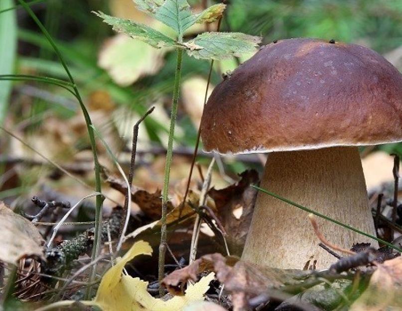 Виды съедобных грибов: названия, фото и описание. Какие грибы в августе смогут собрать в подмосковье заядлые грибники