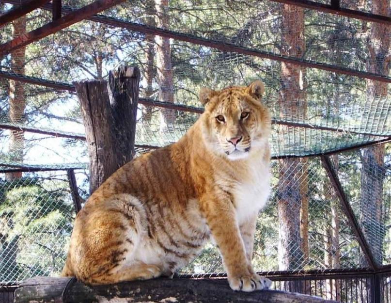 Ligras yra tigro ir liūto mišinys.  Liger (Liger) - didžiausia katė pasaulyje