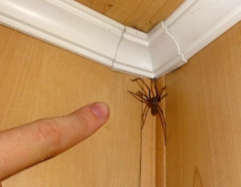 العناكب ذات الأرجل الرفيعة الطويلة.  صانع التبن هو عنكبوت معروف في كل مكان.  كم كفوف يمتلكها العنكبوت ، الفرق بين الساقين والأطراف