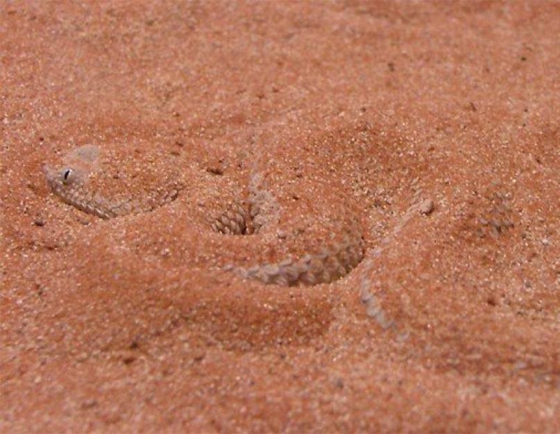 ايفا ثعبان جميل.  الرمل efa: ما يبدو عليه ، وأين وجد ، هو الثعبان خطير.  احذر السم الخطير