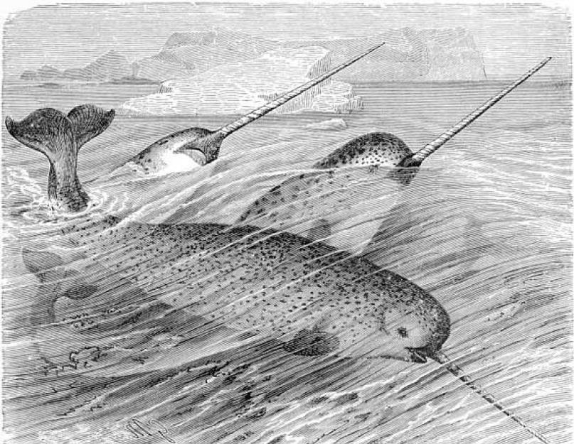 طبيعة وسلوك الكرش.  وحيد القرن البحر - كركدن البحر.  صورة ووصف للحيوان