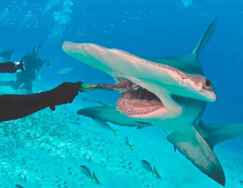 Сообщение на тему акула молот. Гигантская акула-молот: описание и фото. Чем питается хищник