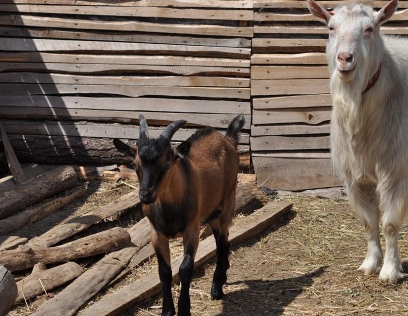 Черный козел в альпах. Молочные кормилицы Швейцарии — козы альпийские. Общая характеристика породы