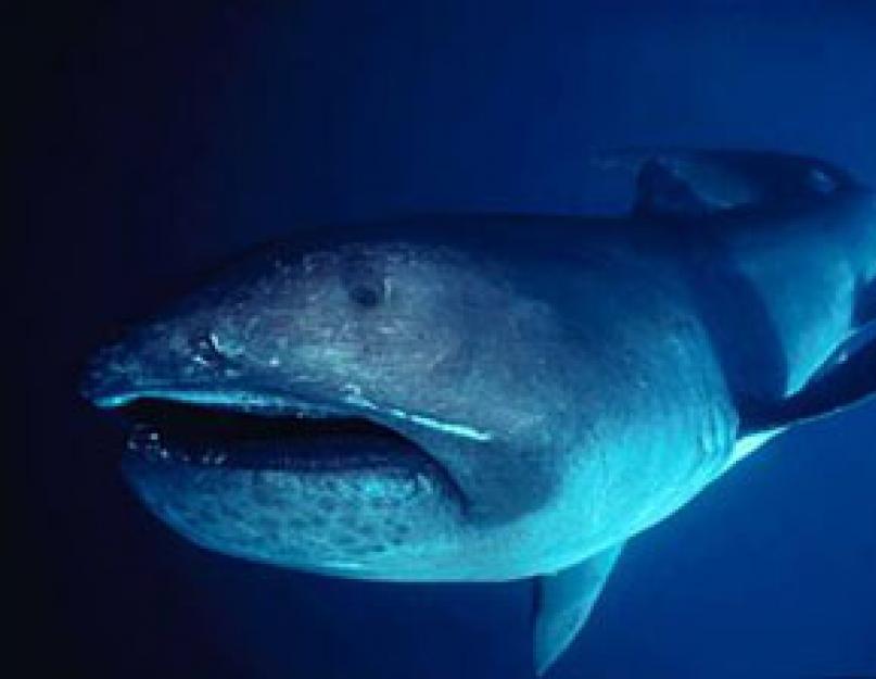 Didysis ryklys yra retas egzempliorius Žemės planetoje.  Pelaginis didžiaburnis ryklys: rūšies istorija ir modernumas.  Legendos ir mitai