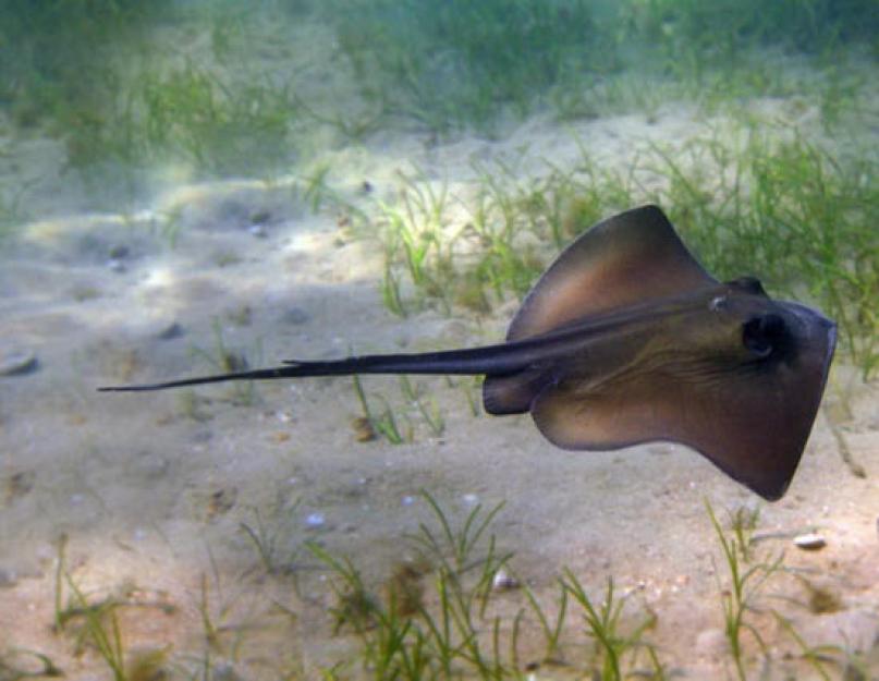 Stingray tengerimacska vagy rája rája.  A képen egy rája tengerimacska.  Tengeri macskák szaporodása