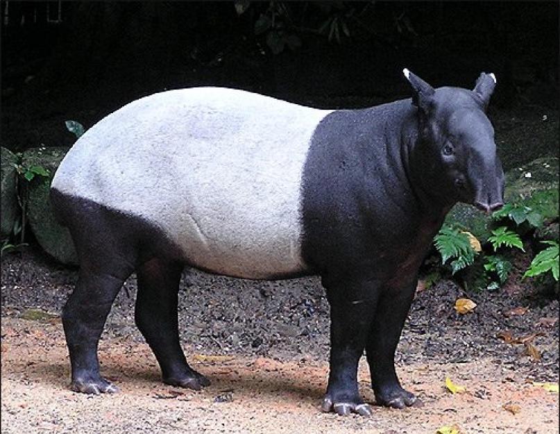 Чепрачный тапир: кто этот черно-белый зверь? Травоядное животное Тапир: описание, где живет, как выглядит, фото, видео. Виды тапиров: равнинный, горный, черпачный Ареал, места обитания
