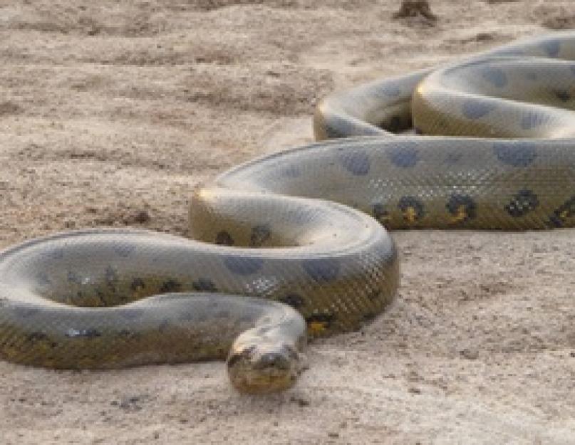 A legnagyobb kígyók.  Mérgező és leghosszabb kígyó a világon