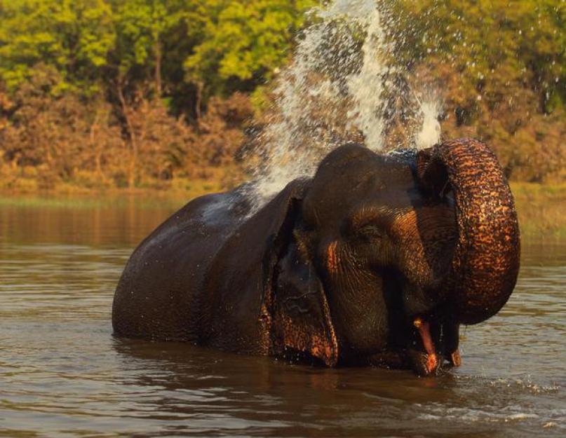Az elefánt jó kedélyű óriás.  Afrikai bokor elefánt