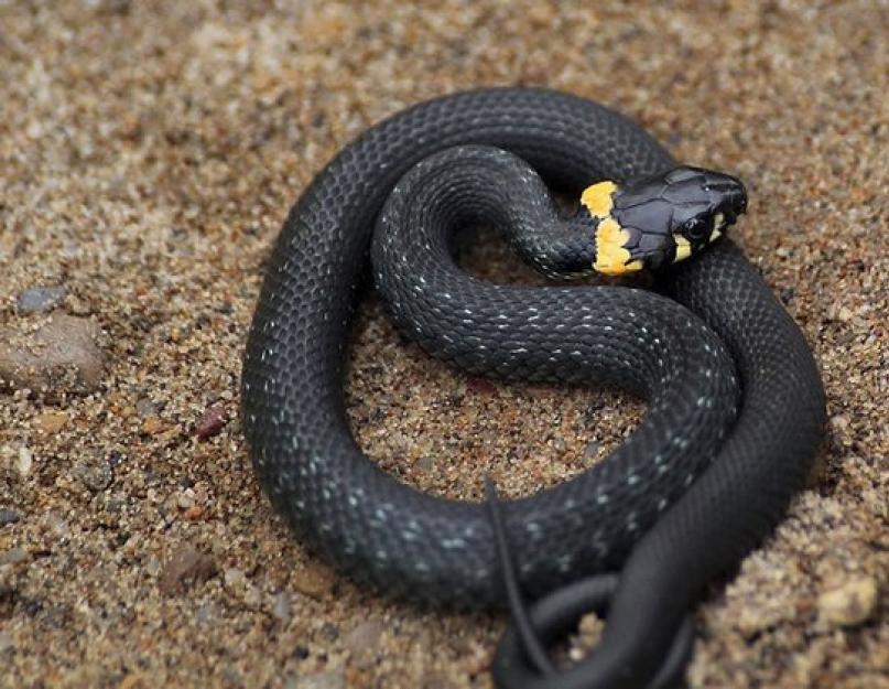 Черно желтая змея название. Виды змей и их описание с фото