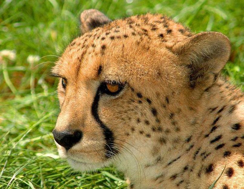 Kas greitesnis: gepardas ar leopardas?  Gepardas ir leopardas – dėmėtieji giminaičiai