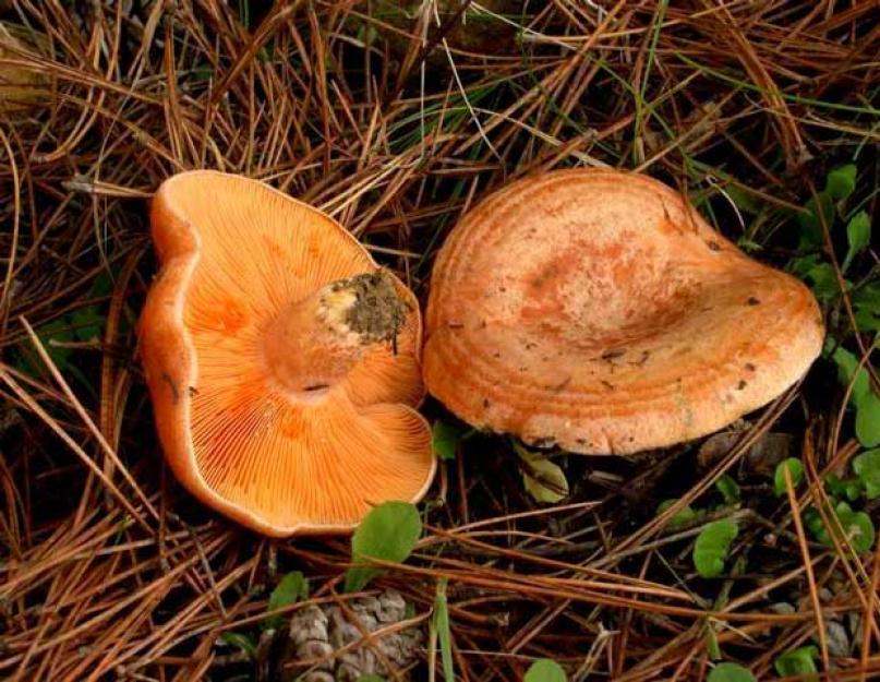 Рыжик сосновый - Lactarius deliciosus. Рыжик — съедобный гриб, где и как растет, фото