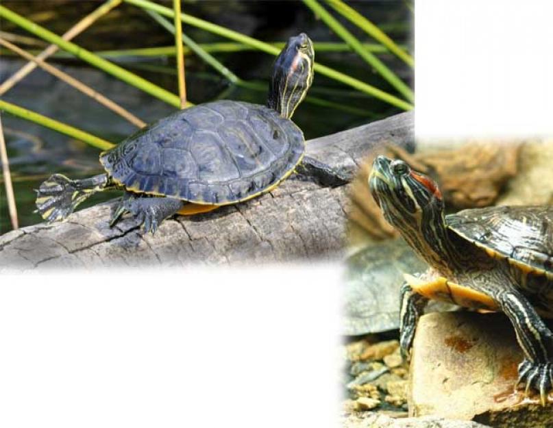 Черепахи россии. Черепаха болотная(черноморская популяция) На фото европейская болотная черепаха