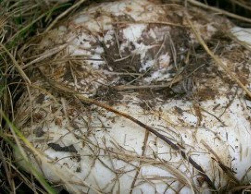 Съедобные грибы: ложные грузди. Грибы грузди описание и фото грибов