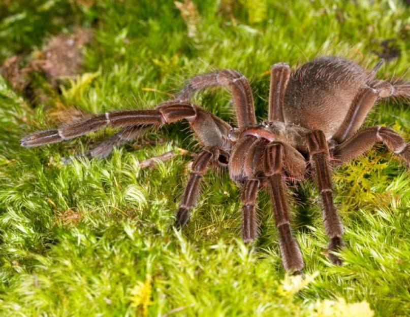 Как выглядит самый большой паук. Самые огромные пауки мира
