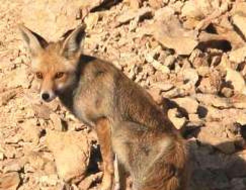 Állatvilág körül.  Fauna Dahab és Sinai környékén - in dahab ru - minden információ Dahabról és Sinairól azok számára, akik önállóan utaznak.  A méhek gyorsabban érzékelik a színeket, mint az emberek.