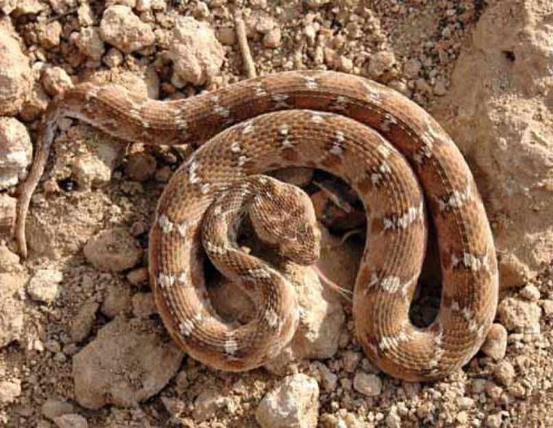 Smėlio efa.  Efa, gyvatė – etimologija.  Gražios gyvatės gyvenimo būdas