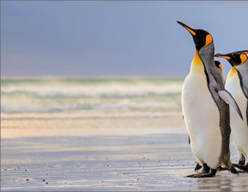 A pingvinek élnek.  Hol élnek a pingvinek?  Az Északi-sarkon vagy a délen