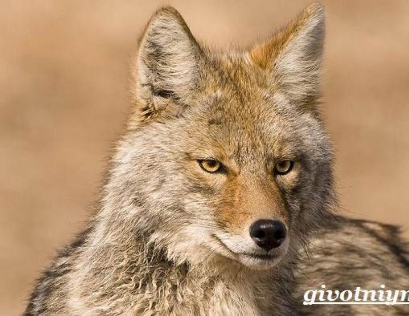 ذئب بري: صورة ووصف لحيوان مفترس.  الذئب أو الكلب الإلهي (canis latrans) السلوك والتغذية