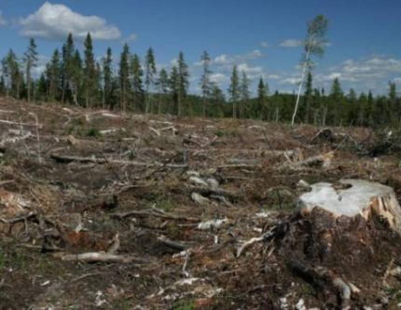 أسباب إزالة الغابات.  إزالة الغابات - مشاكل الغابة.  إزالة الغابات مشكلة بيئية.  الغابة هي رئتي الكوكب.  محاربة واسعة النطاق ضد إزالة الغابات