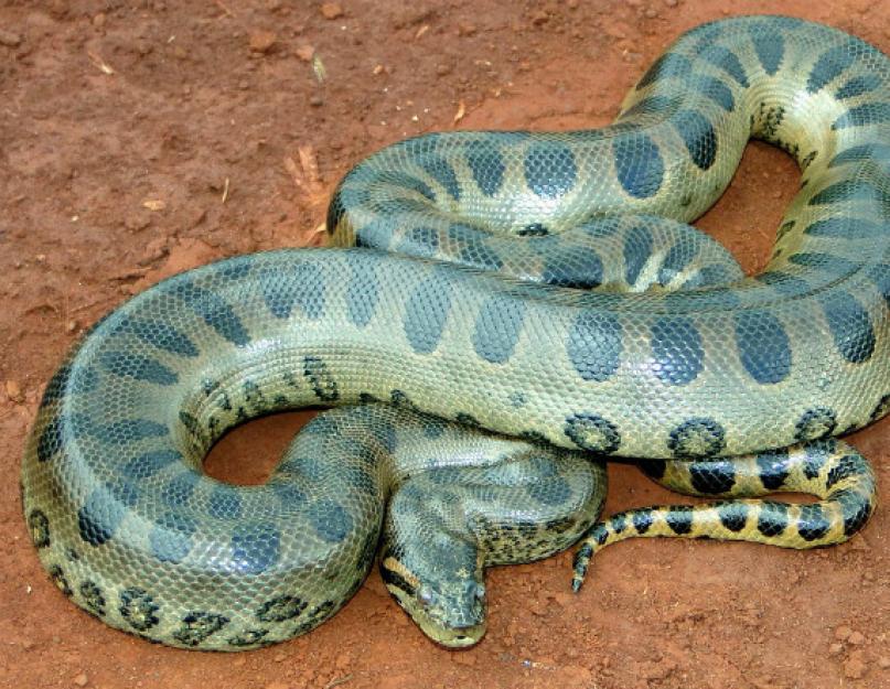 Didžiausia gyvatė pasaulyje yra žalioji anakonda.  Didžiausia anakonda pasaulyje.  Anakonda zoologijos sode