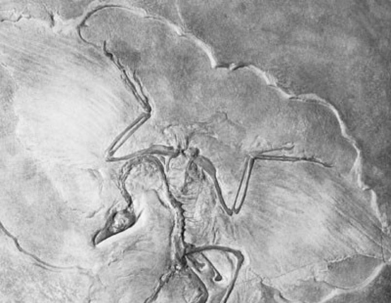 Angiosperms a mezozoikum korszakban.  Rövid információ a mezozoikum korszakról