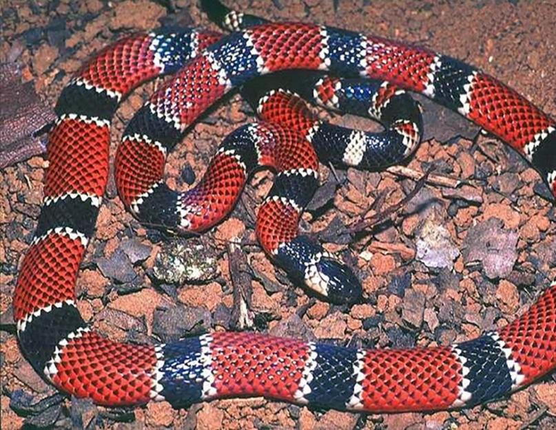 A világ legveszélyesebb kígyói.  Asp kígyó.  A kígyó Aspid életmódja és élőhelye A képen egy korall áspis látható