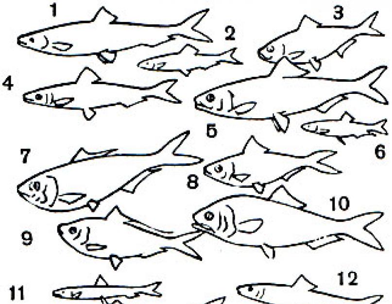 Himere (odred riba).  Redoslijed: Chimaeriformes \u003d Chimera Kako izgleda himera riba
