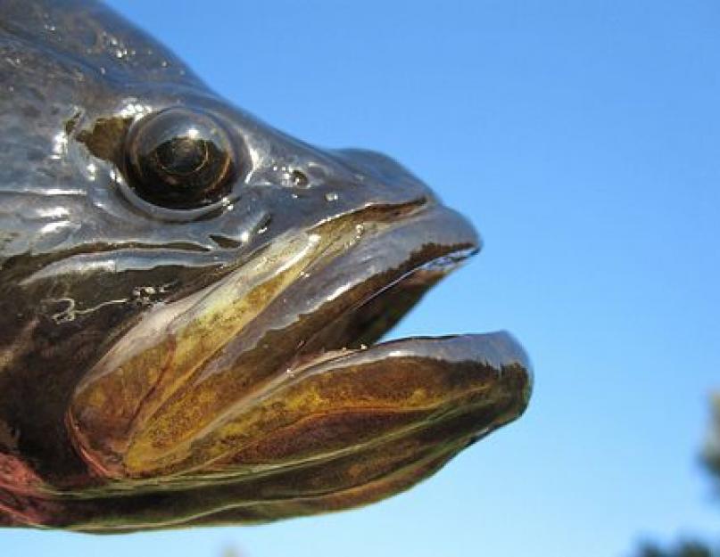 هل روتان سمكة لذيذة؟  روتان السمك (Perscottus glenii).  روتان في أوروبا: كارثة بيئية أو نوع مفيد في مصايد الأسماك