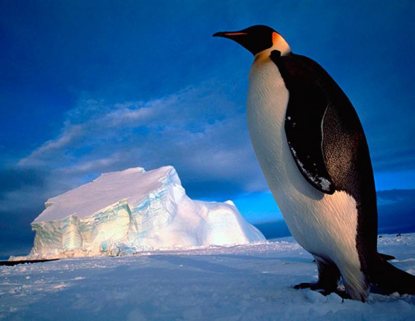 Энциклопедия пингвинов: от малого до императорского. Пингвиновые Сколько пингвинов во всех частей