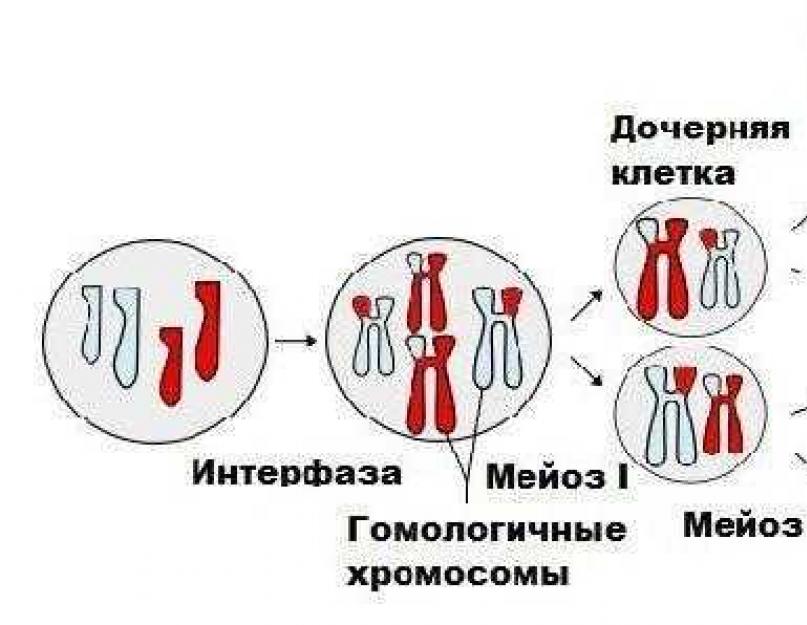 Mejozės atveju dukterinės ląstelės turi chromosomų rinkinį.  Mejozė (17) – mejozė yra ypatingas ląstelių dalijimosi tipas, dėl kurio susidaro lytinės ląstelės.  Skirtingai nuo mitozės, kai išlaikomas dukterinių ląstelių gaunamų chromosomų skaičius, mejozės atveju chromosomų skaičius yra mažesnis.