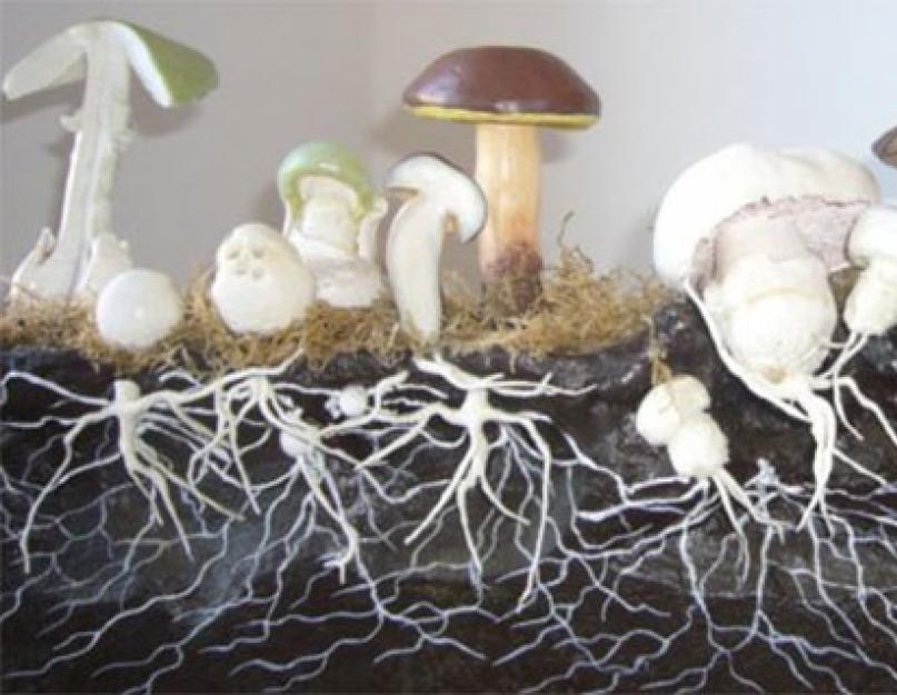 Как правильно называются грибы. Виды и названия грибов с картинками. Расширенный перечень съедобных грибов с фото