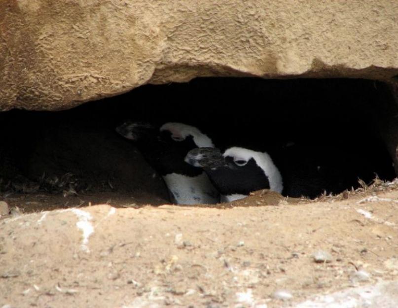 Пингвин южно-африканский, очковый, или ослиный. Африканские пингвины: описание вида, среда обитания, интересные факты Водятся ли пингвины в африке
