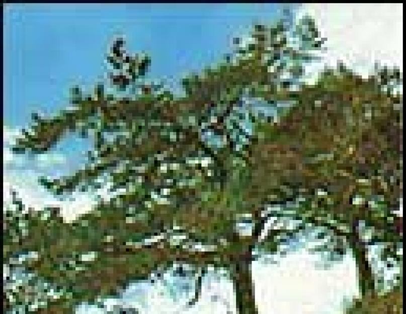 Pušies pušis.  Naudingos ir gydomosios savybės.  Radiant Pine, Monterey Pine