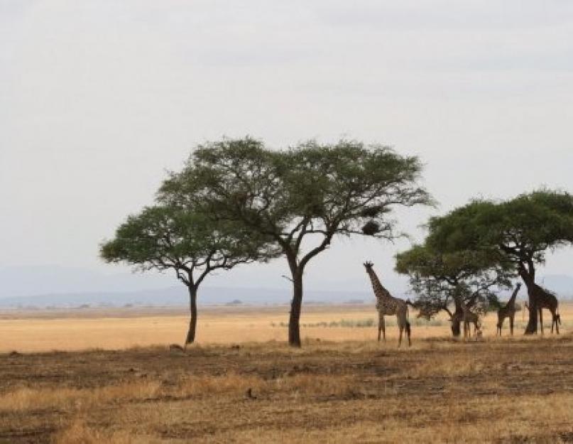 Rezervații de păduri ecuatoriale umede și parcuri naționale.  Mici parcuri naționale și rezervații din Africa