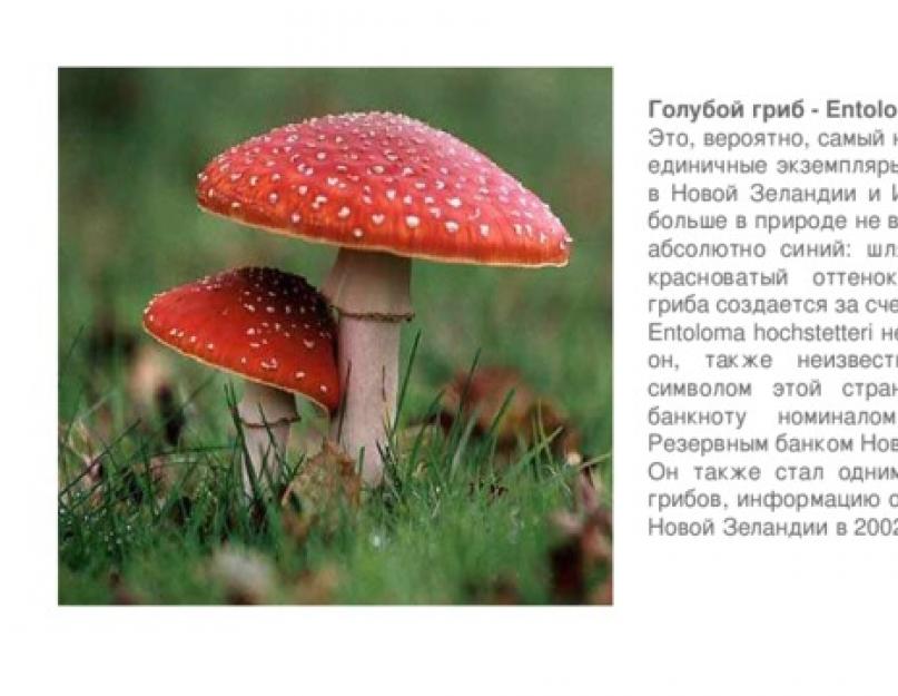 Необычные грибы. Презентация на тему: 